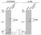 E1A Binding Protein P300 antibody, GTX134238, GeneTex, Western Blot image 