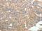 Telomerase Reverse Transcriptase antibody, MBS2522419, MyBioSource, Immunohistochemistry frozen image 