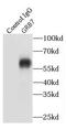 Growth factor receptor-bound protein 7 antibody, FNab03643, FineTest, Immunoprecipitation image 