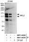 MKL/myocardin-like protein 2 antibody, NBP1-46208, Novus Biologicals, Immunoprecipitation image 