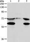 Spindle Apparatus Coiled-Coil Protein 1 antibody, PA5-50267, Invitrogen Antibodies, Western Blot image 