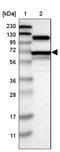 Arginyl-tRNA synthetase, cytoplasmic antibody, NBP1-88033, Novus Biologicals, Western Blot image 