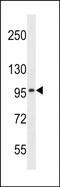 Solute Carrier Family 8 Member A3 antibody, PA5-48456, Invitrogen Antibodies, Western Blot image 