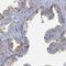 Zinc Finger Protein 852 antibody, PA5-62076, Invitrogen Antibodies, Immunohistochemistry frozen image 