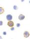 Bcl2 Modifying Factor antibody, PA1-30834, Invitrogen Antibodies, Immunocytochemistry image 