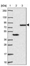 NUMBL antibody, PA5-63564, Invitrogen Antibodies, Western Blot image 