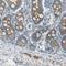Attractin antibody, HPA008853, Atlas Antibodies, Immunohistochemistry frozen image 
