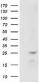 RAB, Member Of RAS Oncogene Family Like 2A antibody, TA502023S, Origene, Western Blot image 