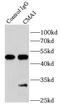 Chymase 1 antibody, FNab05023, FineTest, Immunoprecipitation image 