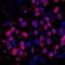 RAD23 Homolog B, Nucleotide Excision Repair Protein antibody, IHC-00663, Bethyl Labs, Immunofluorescence image 