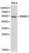 SMAD Family Member 1 antibody, orb129744, Biorbyt, Western Blot image 