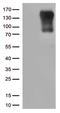 Class II Major Histocompatibility Complex Transactivator antibody, LS-C792979, Lifespan Biosciences, Western Blot image 