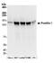 Pumilio homolog 1 antibody, NB100-259, Novus Biologicals, Western Blot image 