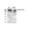 Eukaryotic Translation Initiation Factor 2 Alpha Kinase 3 antibody, LS-C381641, Lifespan Biosciences, Western Blot image 