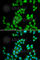 Ribonuclease A Family Member 13 (Inactive) antibody, A1073, ABclonal Technology, Immunofluorescence image 