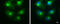 BICD Cargo Adaptor 2 antibody, GTX631994, GeneTex, Immunofluorescence image 