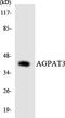 1-Acylglycerol-3-Phosphate O-Acyltransferase 3 antibody, LS-C200101, Lifespan Biosciences, Western Blot image 