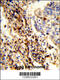 Cilia And Flagella Associated Protein 47 antibody, 63-733, ProSci, Immunohistochemistry paraffin image 
