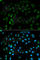 Tissue Factor Pathway Inhibitor antibody, A1624, ABclonal Technology, Immunofluorescence image 