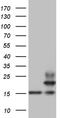 Peptidylprolyl Isomerase F antibody, TA809030, Origene, Western Blot image 