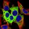 Liver carboxylesterase 1 antibody, NBP2-48854, Novus Biologicals, Immunofluorescence image 
