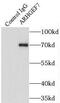 Rho Guanine Nucleotide Exchange Factor 7 antibody, FNab00564, FineTest, Immunoprecipitation image 
