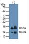 Natriuretic peptides B antibody, abx131884, Abbexa, Western Blot image 