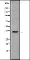 Olfactory receptor 3A4 antibody, orb336434, Biorbyt, Western Blot image 