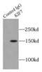 Kinesin-like protein KIF7 antibody, FNab04570, FineTest, Immunoprecipitation image 