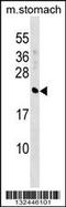 Crystallin Beta A4 antibody, 58-785, ProSci, Western Blot image 
