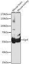 Early growth response protein 4 antibody, 16-575, ProSci, Western Blot image 