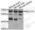 Negative elongation factor C/D antibody, A4741, ABclonal Technology, Western Blot image 