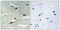 Forkhead Box O4 antibody, A01819S197-1, Boster Biological Technology, Immunohistochemistry frozen image 