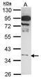 Hydroxycarboxylic acid receptor 1 antibody, PA5-28734, Invitrogen Antibodies, Western Blot image 