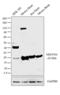 NADH dehydrogenase [ubiquinone] iron-sulfur protein 4, mitochondrial antibody, PA5-21677, Invitrogen Antibodies, Western Blot image 