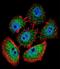 Sperm Antigen With Calponin Homology And Coiled-Coil Domains 1 antibody, LS-C161441, Lifespan Biosciences, Immunofluorescence image 