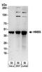 Hydroxymethylbilane Synthase antibody, A304-234A, Bethyl Labs, Western Blot image 