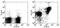 B And T Lymphocyte Associated antibody, 12-5950-82, Invitrogen Antibodies, Flow Cytometry image 