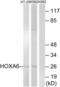 Homeobox A6 antibody, abx014533, Abbexa, Western Blot image 