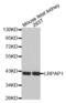 LDL Receptor Related Protein Associated Protein 1 antibody, abx002180, Abbexa, Western Blot image 