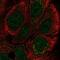 Coiled-Coil Domain Containing 144A antibody, NBP2-55601, Novus Biologicals, Immunofluorescence image 