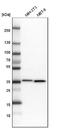 Malate dehydrogenase, mitochondrial antibody, NBP1-89518, Novus Biologicals, Western Blot image 
