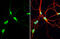 AHSA1 antibody, GTX102321, GeneTex, Immunofluorescence image 