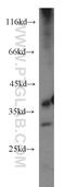 Mitochondrial Ribosomal Protein L3 antibody, 16584-1-AP, Proteintech Group, Western Blot image 
