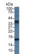 Natriuretic Peptide B antibody, LS-C663604, Lifespan Biosciences, Western Blot image 
