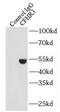 Complement Factor H Related 3 antibody, FNab01620, FineTest, Immunoprecipitation image 