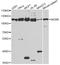 Minichromosome Maintenance Complex Component 6 antibody, STJ24526, St John
