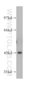 F-Box Protein 22 antibody, 13606-1-AP, Proteintech Group, Western Blot image 