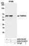Family With Sequence Similarity 98 Member A antibody, A305-816A-M, Bethyl Labs, Immunoprecipitation image 