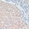 Dopamine Beta-Hydroxylase antibody, 15-301, ProSci, Immunohistochemistry frozen image 